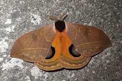 Automeris vergnei