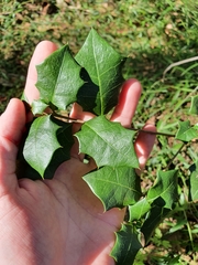 Alchornea ilicifolia