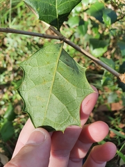 Alchornea ilicifolia