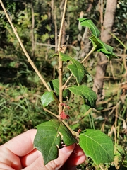 Alchornea ilicifolia