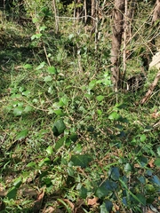 Alchornea ilicifolia