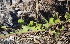 Erigeron procumbens