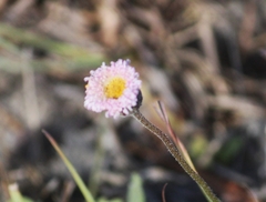 Erigeron procumbens