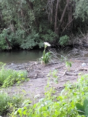 Crinum americanum