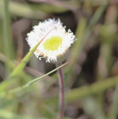 Erigeron procumbens