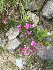 Chamaenerion fleischeri