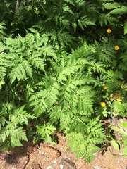 Chaerophyllum villarsii