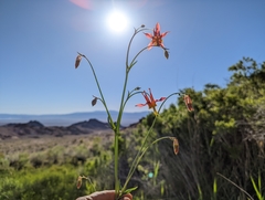 Aquilegia shockleyi