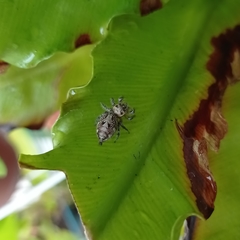 Hyllus semicupreus