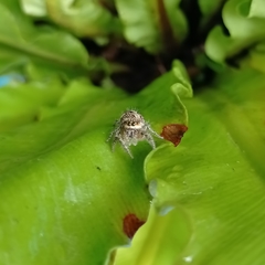 Hyllus semicupreus