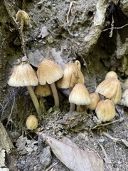 Coprinellus