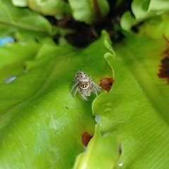 Hyllus semicupreus