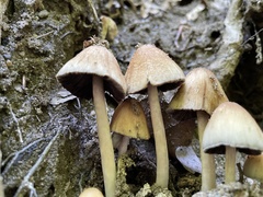 Coprinellus