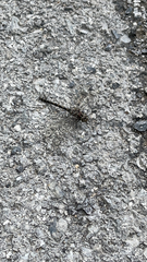 Gomphaeschna furcillata