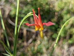 Aquilegia shockleyi