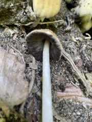 Coprinellus
