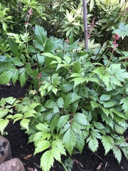 Astilbe japonica