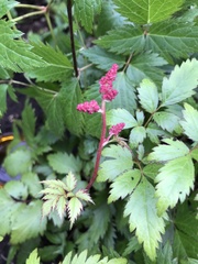 Astilbe japonica