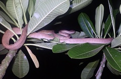 Philippine Cat Snake photo 4