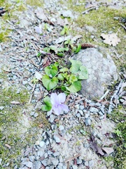 Viola grypoceras