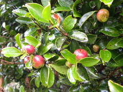 Camellia brevistyla
