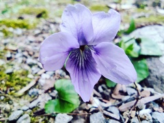 Viola grypoceras