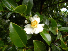 Camellia brevistyla