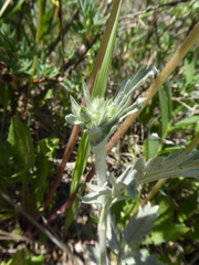 Potentilla effusa