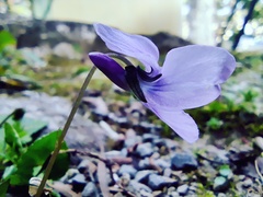 Viola grypoceras