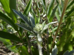 Potentilla effusa