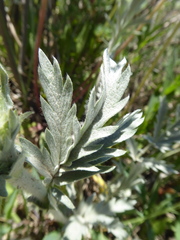 Potentilla effusa