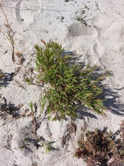 Dichanthelium meridionale