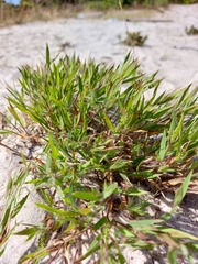 Dichanthelium meridionale