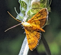 Orphanostigma haemorrhoidalis