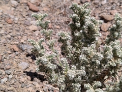 Oreocarya hoffmannii