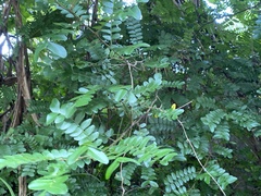 Gleditsia rolfei