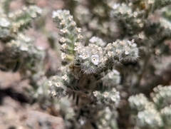 Oreocarya hoffmannii