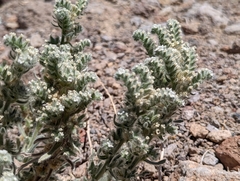 Oreocarya hoffmannii