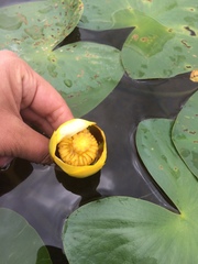 Nuphar variegata