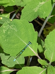 Coenagrion resolutum