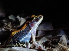 Hydrophylax bahuvistara