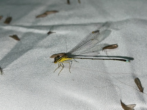 Vesper Bluet photo 3