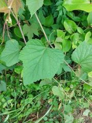 Vitis trifoliata