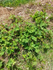 Vitis trifoliata