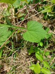 Vitis trifoliata