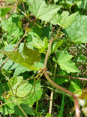 Vitis trifoliata