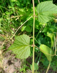 Vitis trifoliata