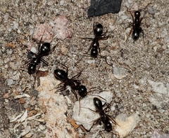 Camponotus dumetorum