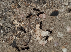 Camponotus dumetorum