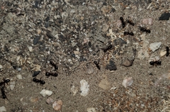 Camponotus dumetorum